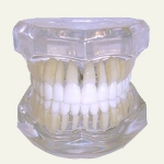 Dentistas em Santos - Thumb - A Importância da oclusão na odontologia e no bem estar